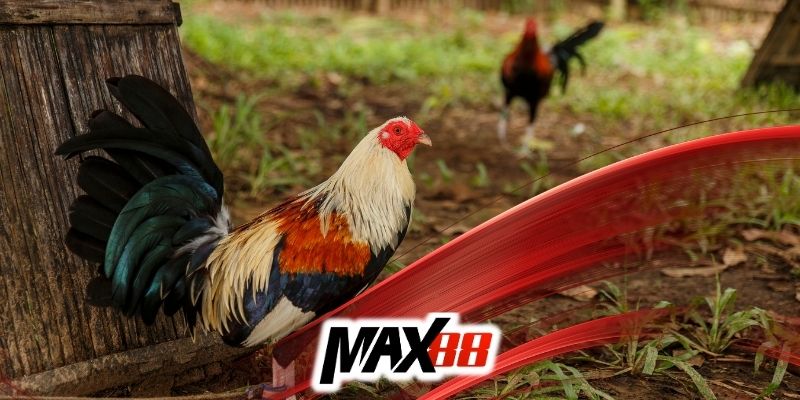 Trang cá cược đá gà uy tín Max88