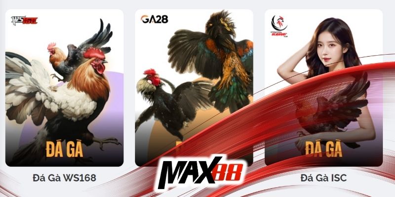 Đá gà Max88 với đa dạng giải đấu