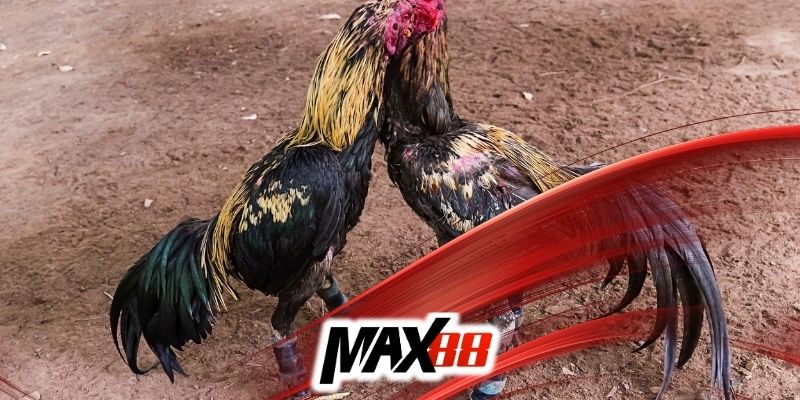 Nắm bắt rõ luật chơi đá gà campuchia tại Max88