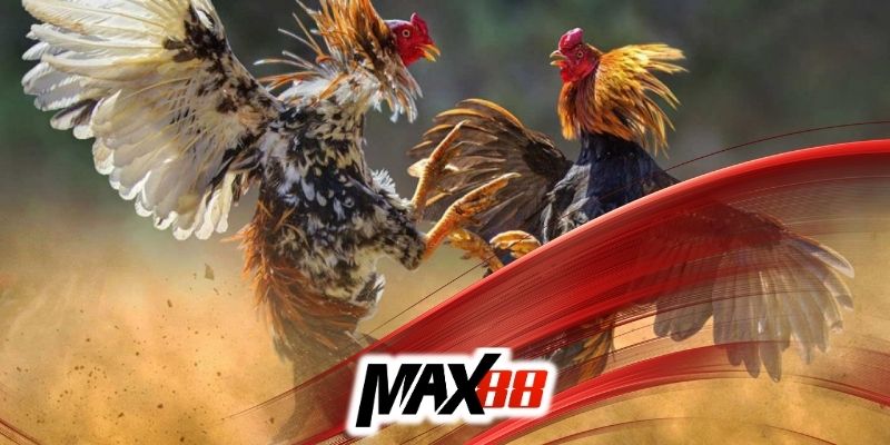 Xem đá gà Thomo Max88 trực tuyến tại nhà cái