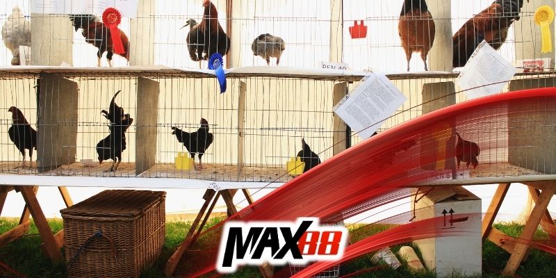 Cách xem màu mạng đá gà chuẩn