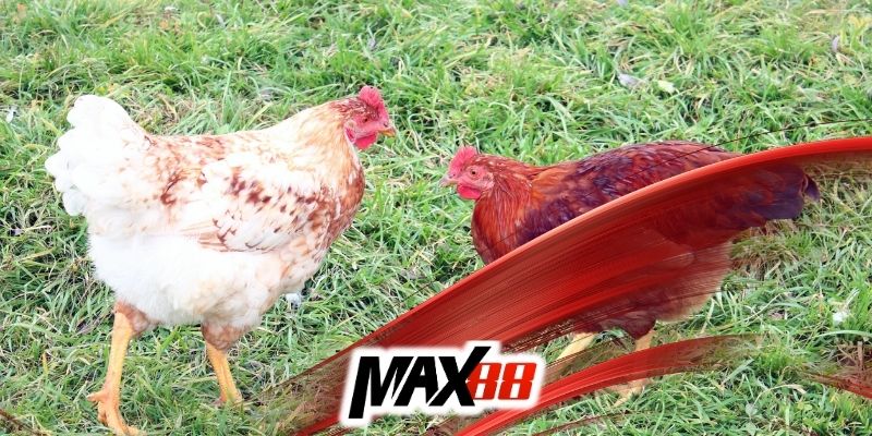 Kiến thức khi soi kèo đá gà Max88