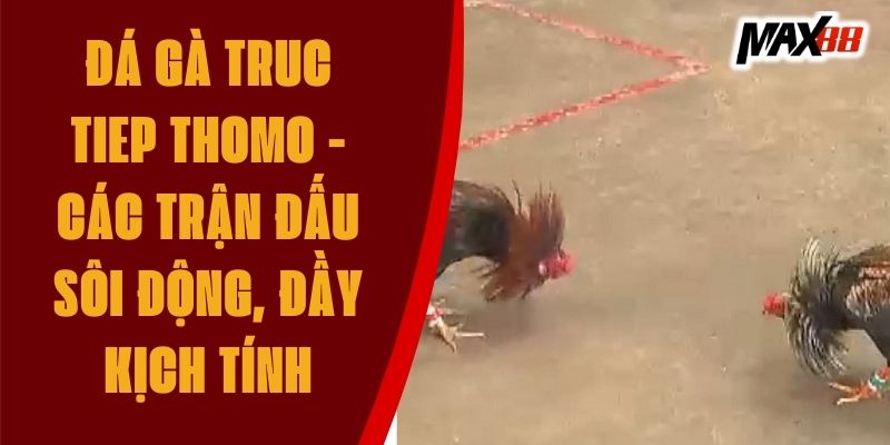 Đá Gà Truc Tiep Thomo - Các Trận Đấu Sôi Động, Đầy Kịch Tính