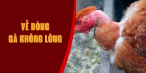 ga-khong-long